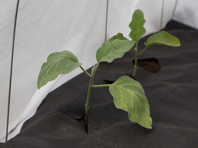 Особенности использования укрывного материала